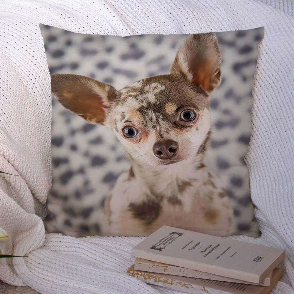 lilac chihuahua puppy