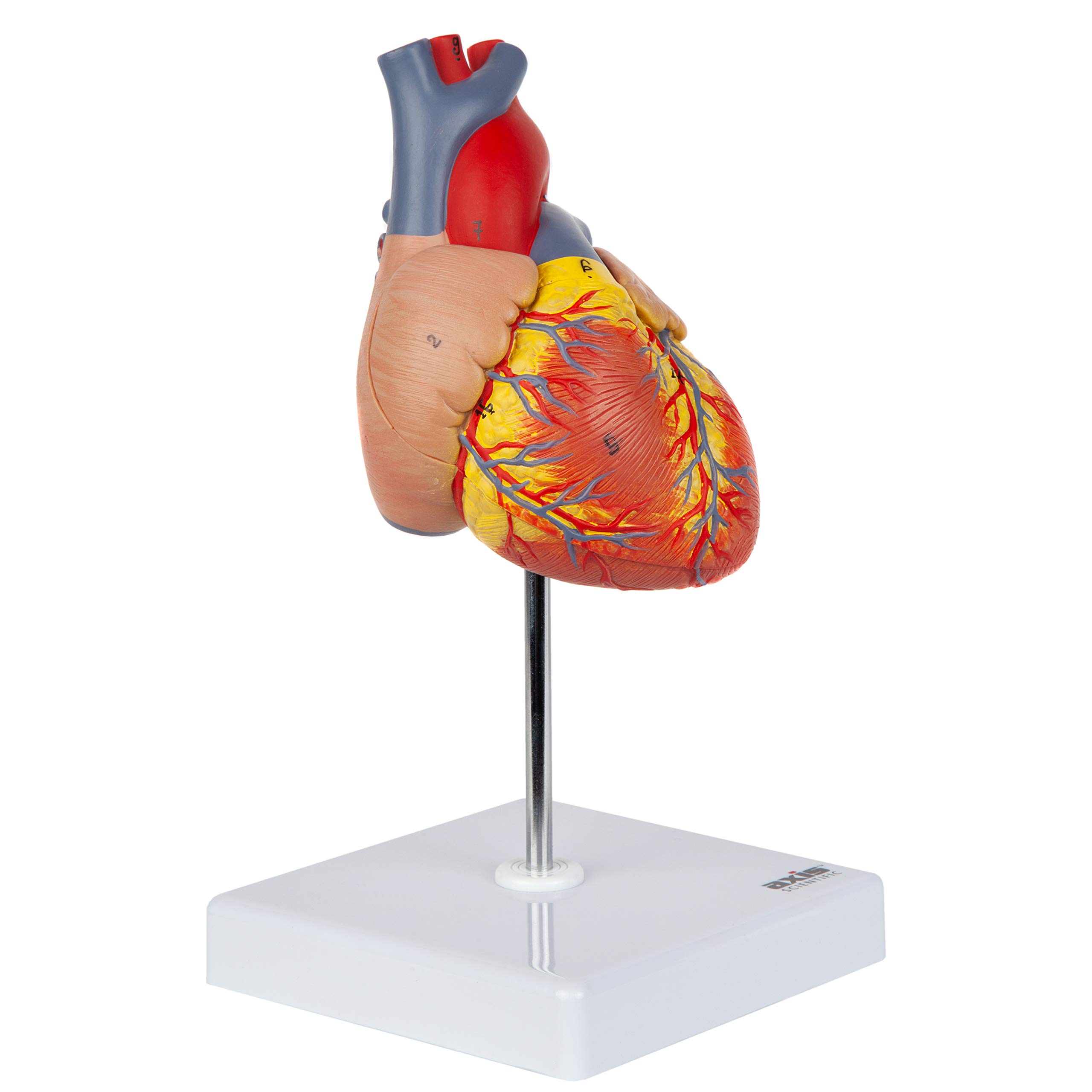 Axis Scientific Life-Size Human Heart Model, 2-Part Magnetic Design, 34 Labeled Structures, Mounted Base, Anatomy Study Manual
