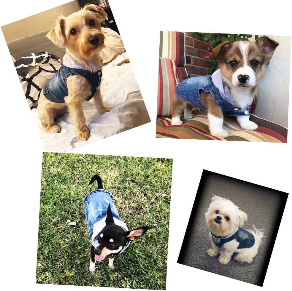 French Bulldog Clothes Top 15 French Bulldog Clothes You Can Buy