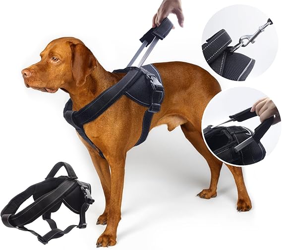 how to become a puppy broker