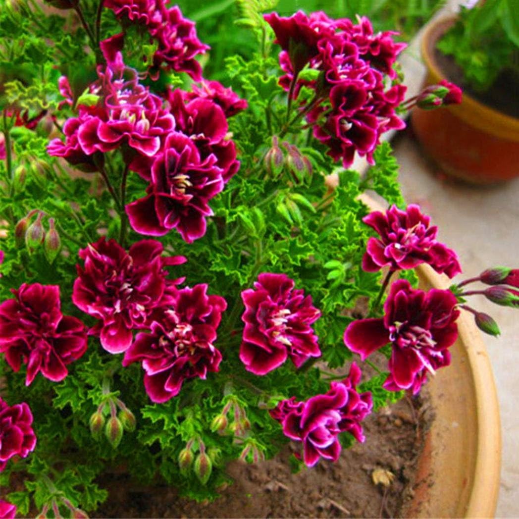 Fdit 50 Cestini Fertilizzante Per Piante Grasse E Bonsai, Scatole In Plastica Con Coperchio, Per Orchidee E Coltivazioni, Colore Nero