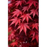 Bloodgood Red Japanese Maple Tree - 2 Year Live Plant - Acer palmatum 'Bloodgood' by - Japanese Maples and Evergreens