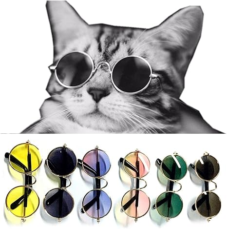 gatos con gafas