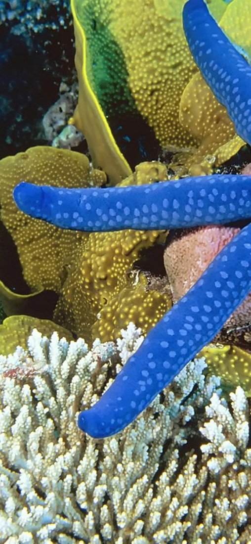 PeelitStickit Underwater, Undersea Wall Murals, ID-049, vinyl