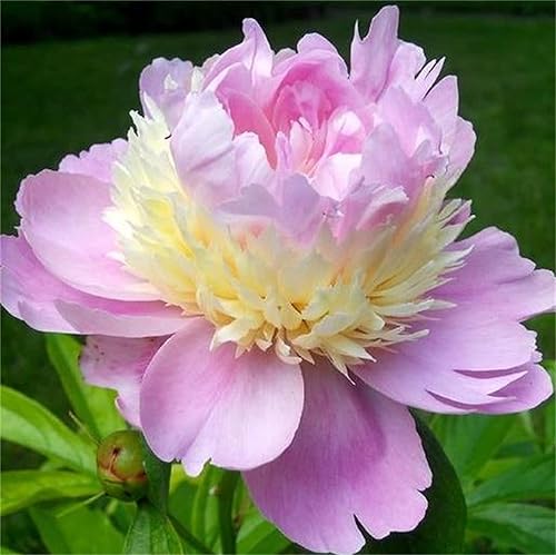 peony専用です zcbang Rare Varieties Peony Seeds 20Pcs Mixed Color Peony