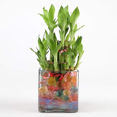 Ferns N Petals 2 Layer Lucky Bamboo Plant Live Indoor Square Glass Pot 3 X 3 Inches