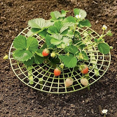 PowerBH 5 piezas Plantas de jardín Puesto de fresas Puesto de ...