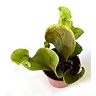 9GreenBox - Sarracenia Carnivorous Pitcher Plant - 3" Pot