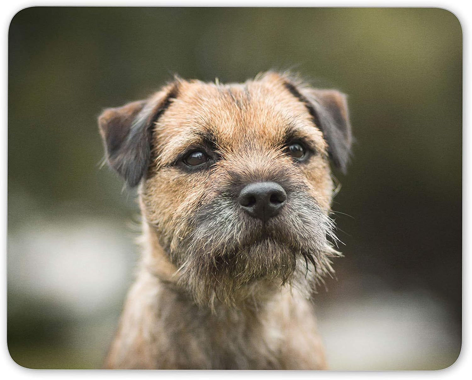 border terrier kids