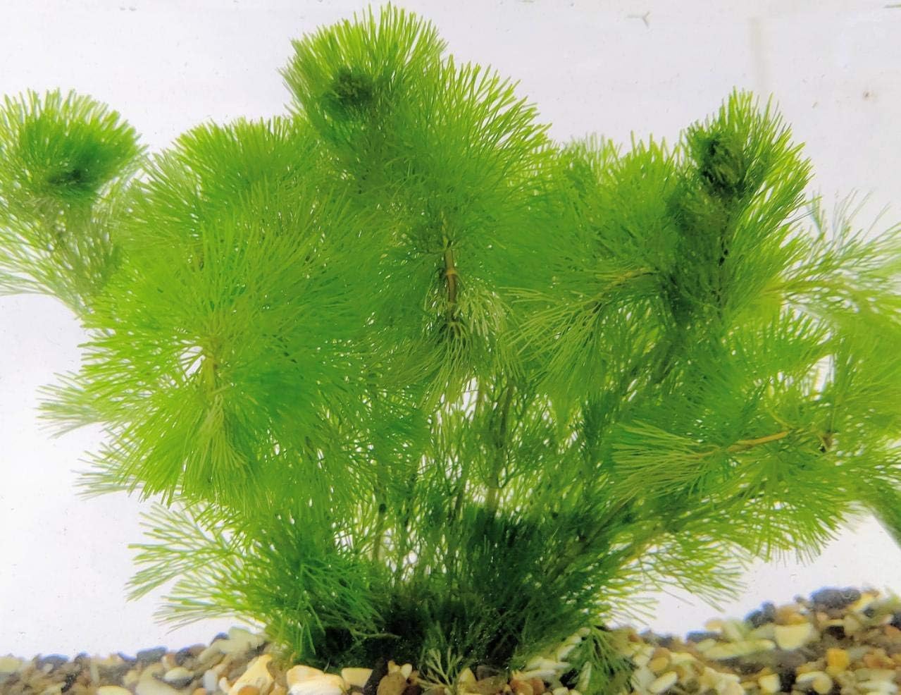 Amazon カモンバ 7本 8本 水草 やすらぎ草 グラスリウム 生体水草 通販