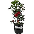 Blooming & Beautiful - Black Tie Camellia - 3 Gal - Evergreen Shrub - Dark True Red Formal Double Bloom - Late Winter/Early Spring - Zones 7-9 - Camellia Japonica ‘Black Tie’ - 3 Gallon Pot