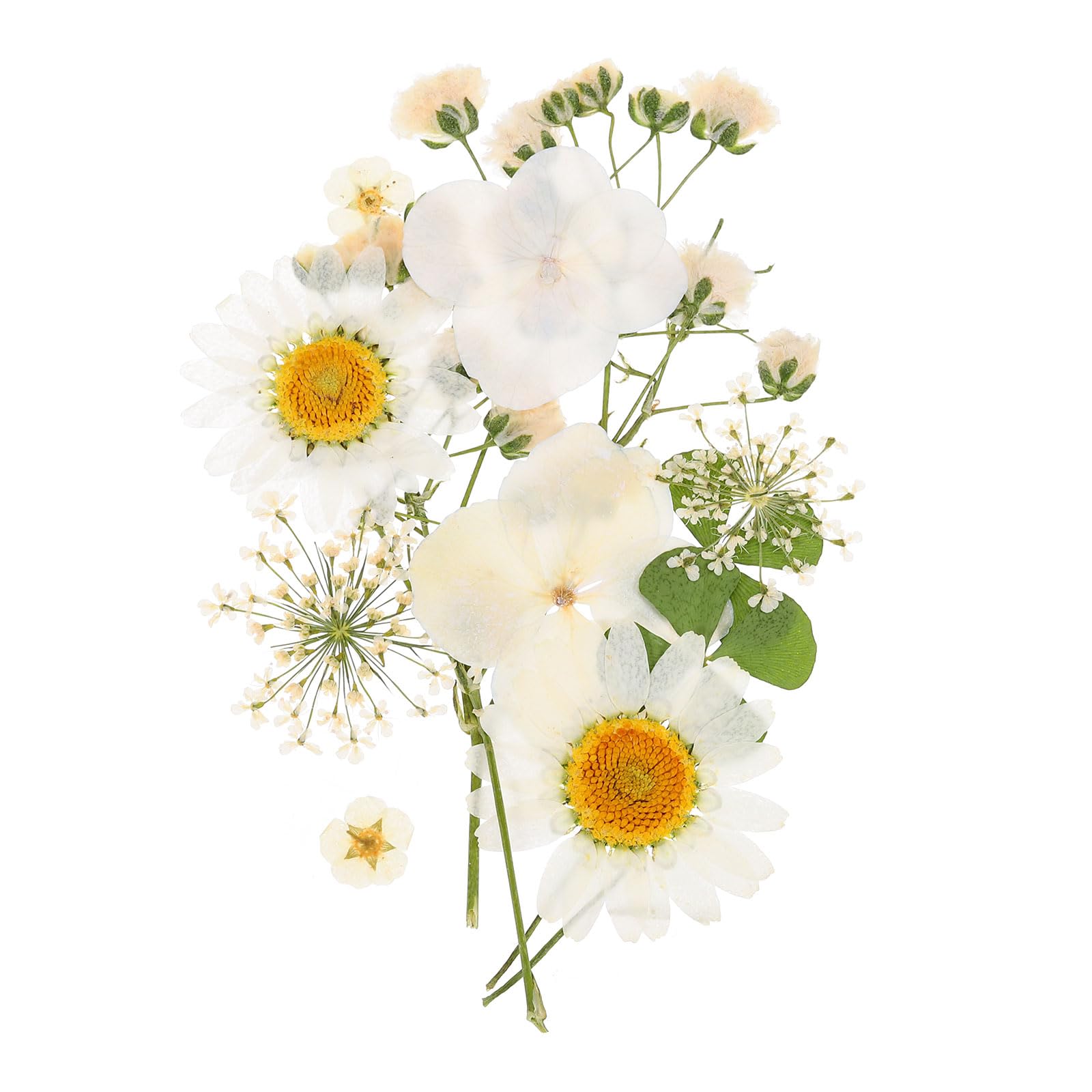 PATIKIL Dried Pressed Flowers, Real Dry Leaves Pressed Bloom for Scrapbook Supplies Card Making Resin Jewelry Making Soap Candle DIY Crafts, White