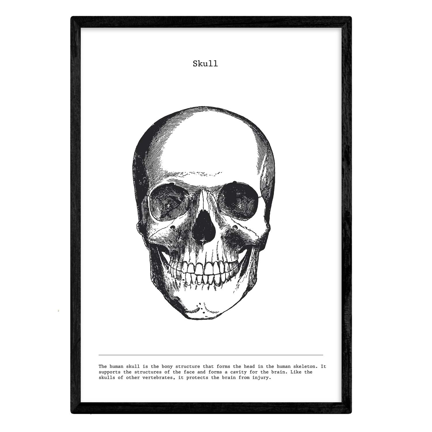Nacnic Anatomical Posters Vintage Style Skull Muscle Bone Wall Art Picture Assorted Black and White Pictures of Human Anatomy and Body Parts Size A3