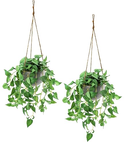 money tree pachira aquatica Money Tree | Pachira Aquatica | Care Guide and Pro Tips - Delivery from  Toronto across Canada