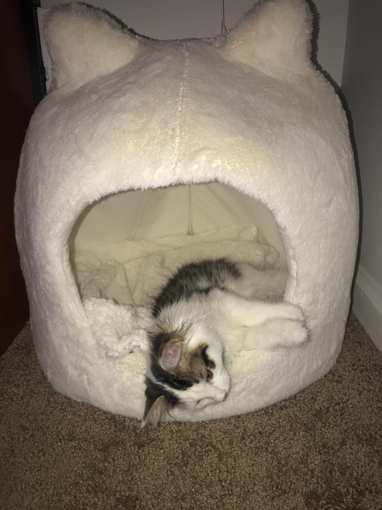 best friends by sheri meow hut