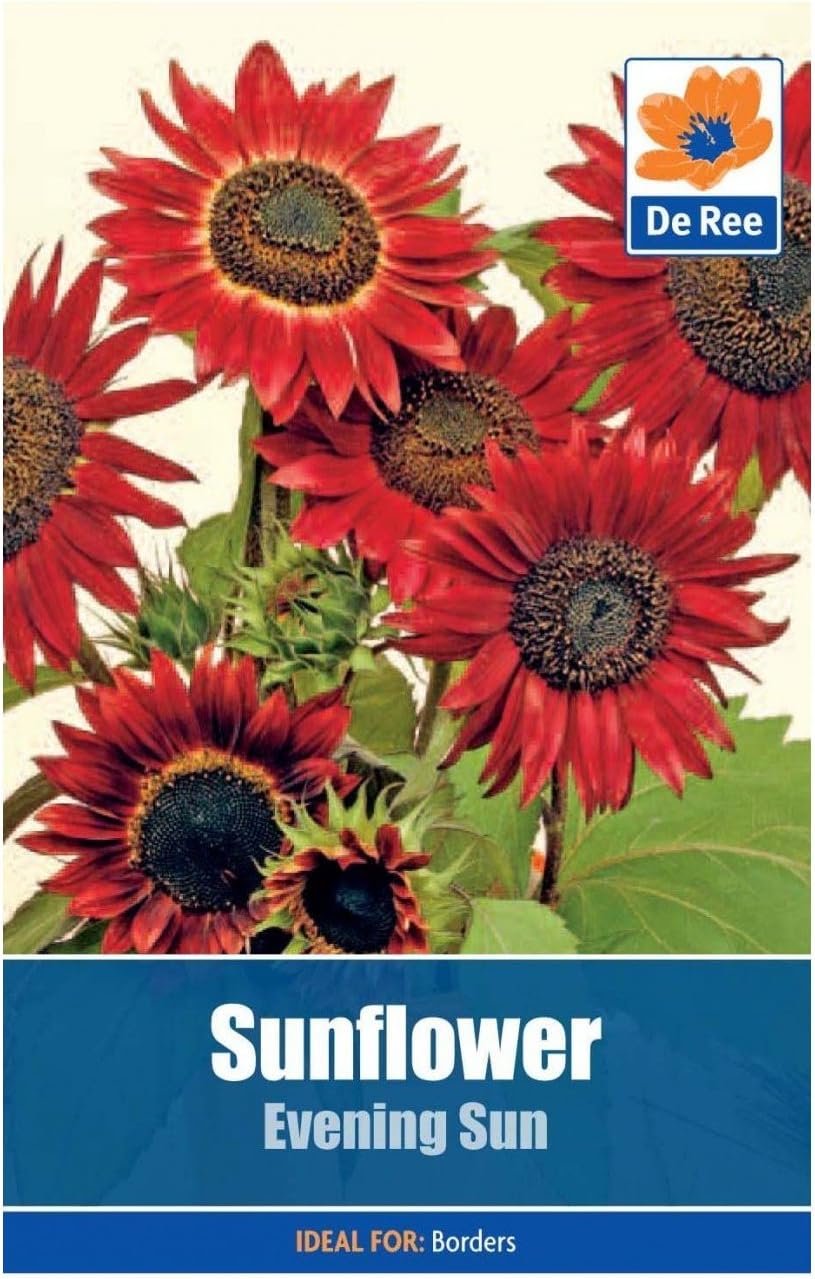 Sunflower Evening Sun Seeds