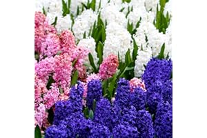 50 Mixed Hyacinth Bulbs – Fragrant Spring Flowers in Assorted Colors – Ideal for Beds & Containers – Bulk of Spring-Blooming Flowers – Easy Fall Planting - Plant in Gardens & Borders - Willard & May