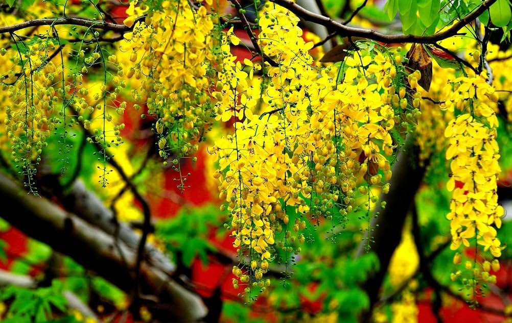 Heirloom 30 Seeds Cassia fistula Golden Shower Tree Tropical Bonsai Bright Yellow Flower T031: Amazon.co.uk: Garden & Outdoors Heirloom 30 Seeds Cassia fistula Golden Shower Tree Tropical Bonsai Bright Yellow Flower T031: Amazon.co.uk: Garden & Outdoors