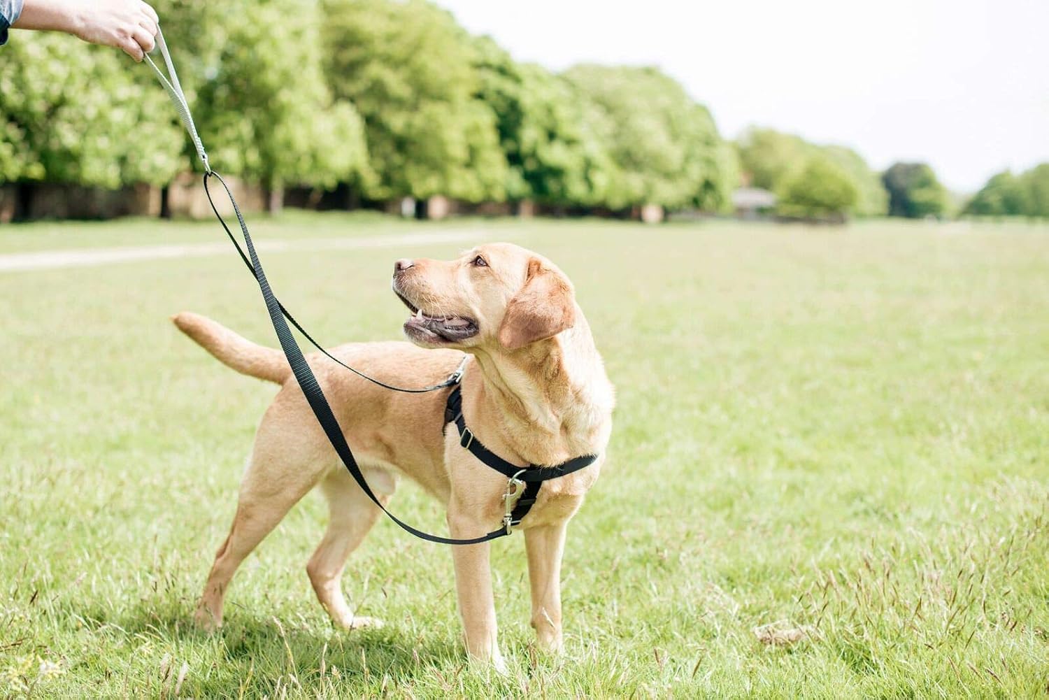 5 Easy Facts About Dog Harnesses Described