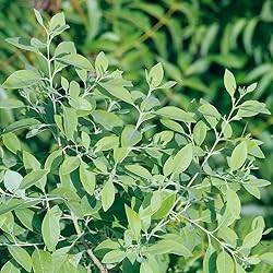 Aromatics International Sandalwood Essential Oil 5ml