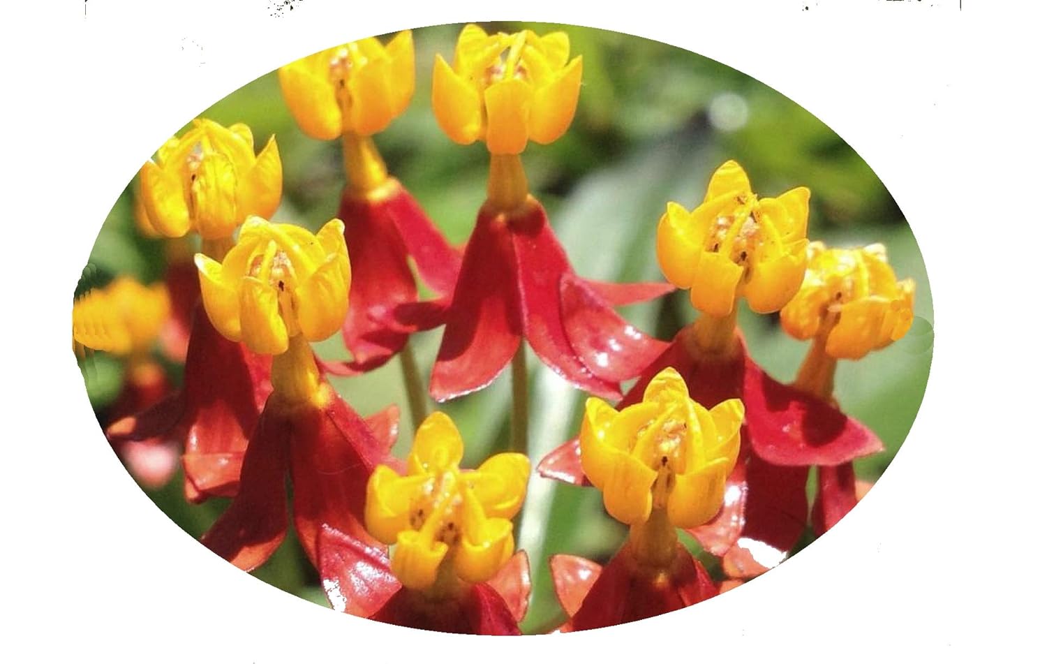 Best Live Butterfly Garden With 10 Caterpillars
