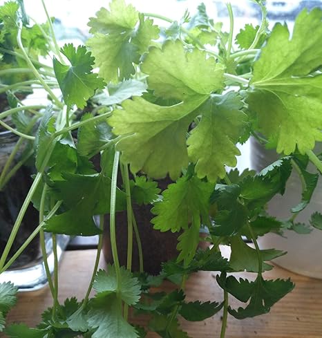 Amazon Co Jp 発芽seeds 70オーガニックサント長年のコリアンダー コリアンダー 中国パセリハーブの種 ホーム キッチン