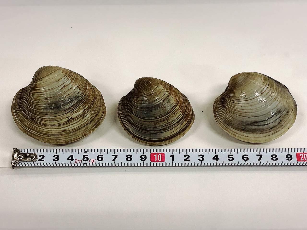 Amazon 貝類専門hikota ヒコタ 千葉県産 天然活ホンビノス 1kg 貝類専門hikota 貝類 通販