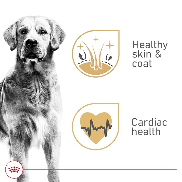 ROYAL CANIN BREED HEALTH NUTRITION GOLDEN RETRIEVER ADULT LOAF IN SAUCE DOG FOOD, 13.5 OZ (PACK OF 12)