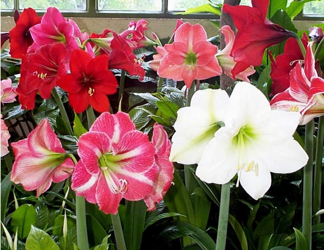 Mix Amaryllis Bulbs Hippeastrum Bulbs (2