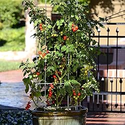 Tomato Seeds - Tidy Treats - Packet - Vegetable
