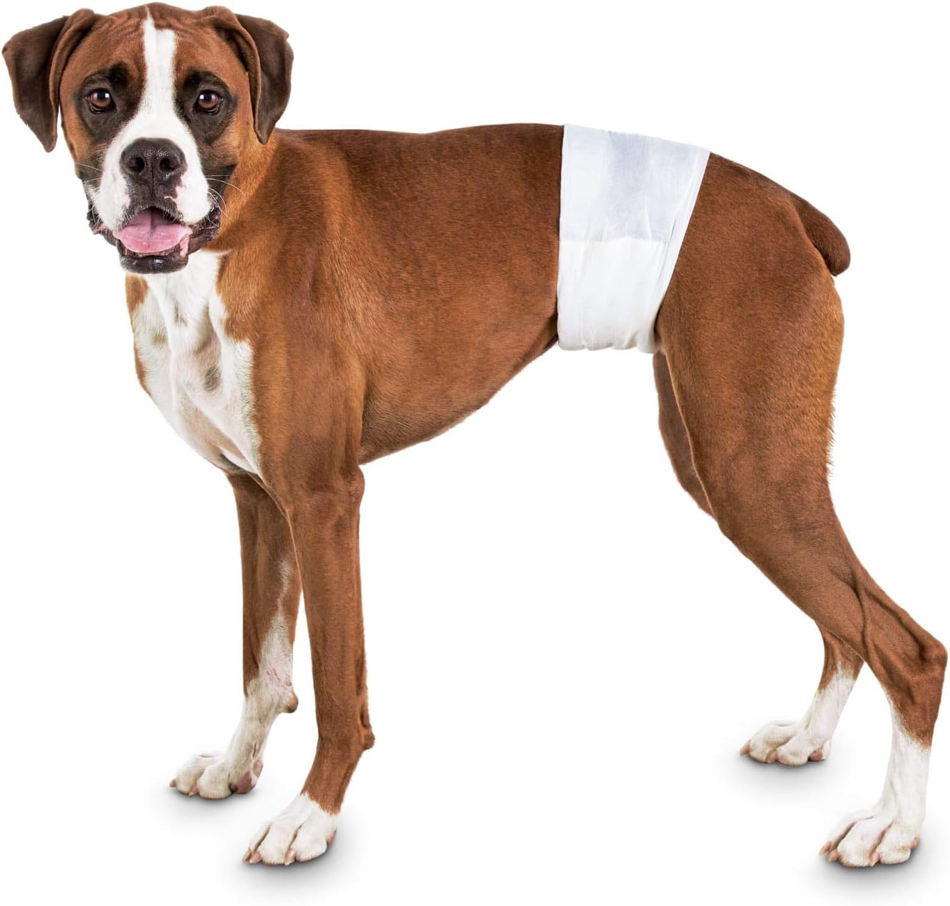 so phresh disposable male dog wrap