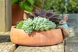 Pot Buddies Beatrix Potter Peter Rabbit Climbing Plant Pot Hanger view 2