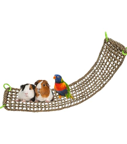 Curated visual reference: Pet Rat Ropes 6 Pack Rat Climbing Ropes Photo Inspiration