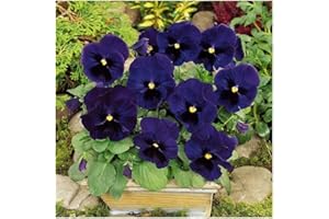 Pansy Swiss Giant Deep Blue Seeds – 300 Count, Large Hardy Flower Seeds for Planting in Garden, Pots & Borders