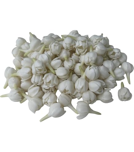 Amazon.com: 50 PCS White Clay Arabian Jasmine Crown Flowers 