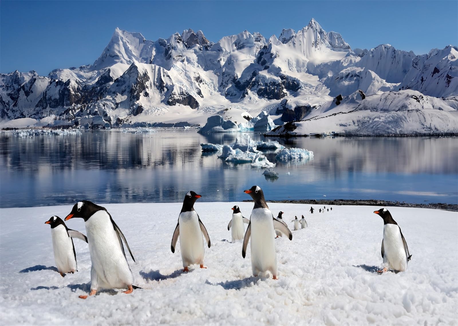 CORFOTO 2.1x1.5m Antarctic Peninsula Penguins Backdrop Cute Penguins Photography Background Polar Scene Arctic Ice Rocks Iceberg Antarctica Glacier Background Photo Studio Photo Booth