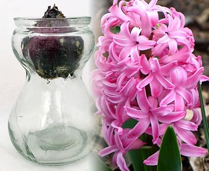 Clear Glass Hyacinth Vase Pink Hyacinth Bulb Amazon Co Uk