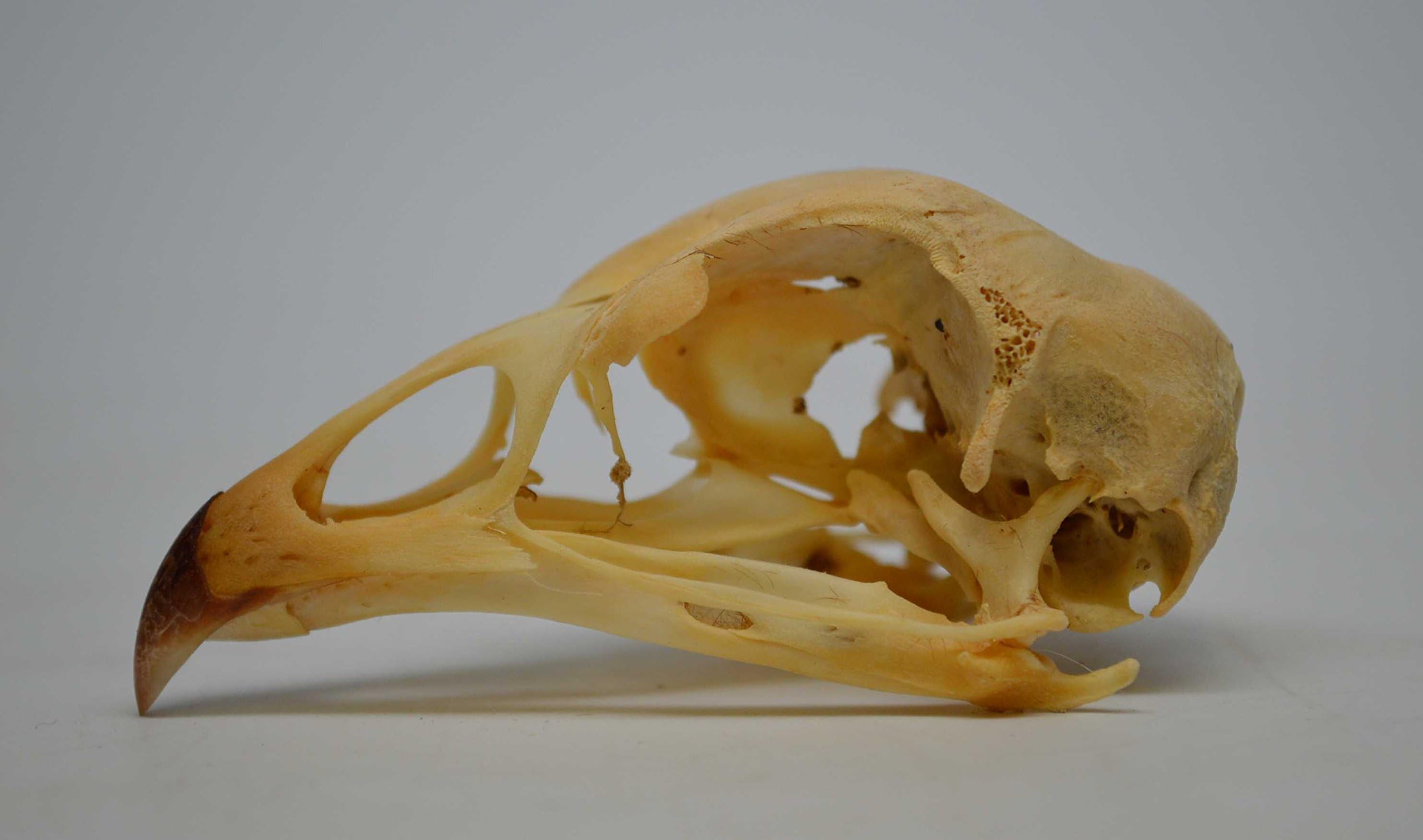 Real Bone Chicken Skull