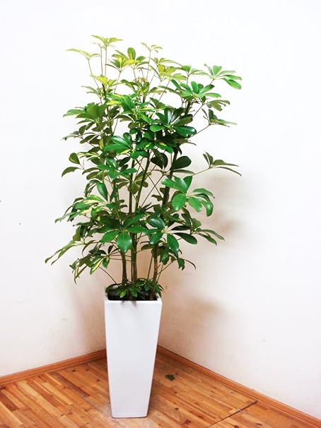 Amazon ロングスクエア陶器鉢仕立ての斑入りのホンコンカポック 1cm前後 8号 観葉植物 オンライン通販