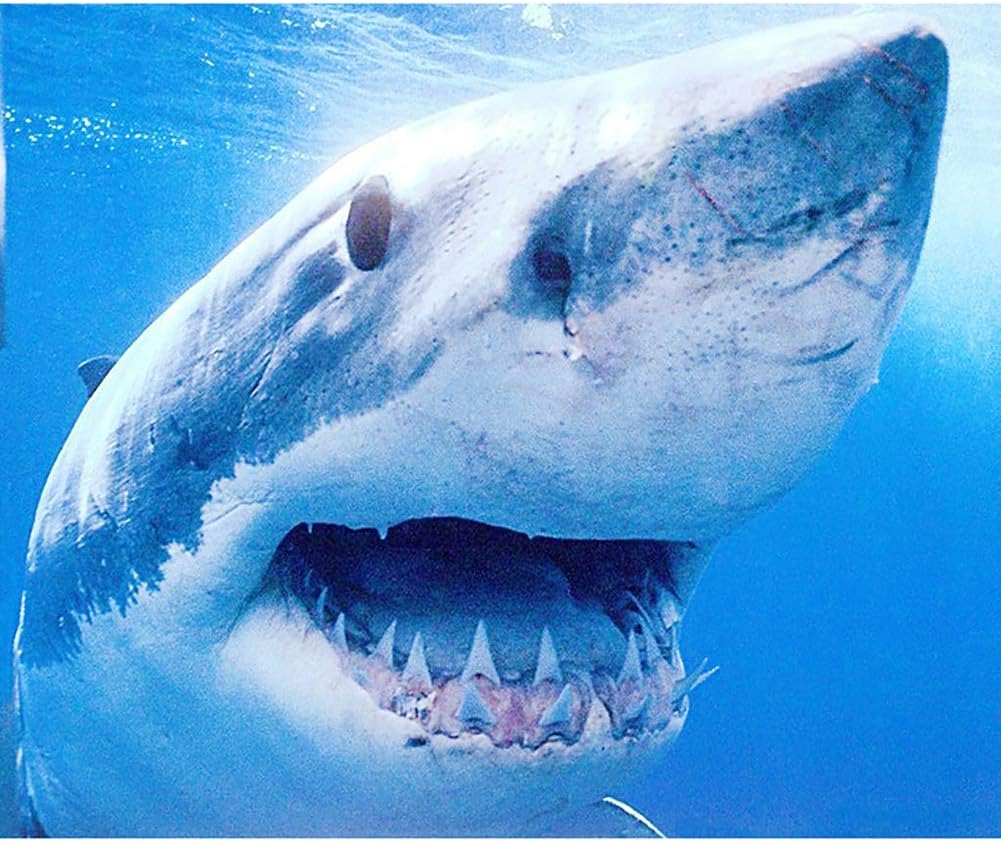 URYY DIY 5D Diamond Painting Kits,Full Round Drill Embroidery Paintings Pictures Arts Craft for Home Wall Decor Gift,Shark