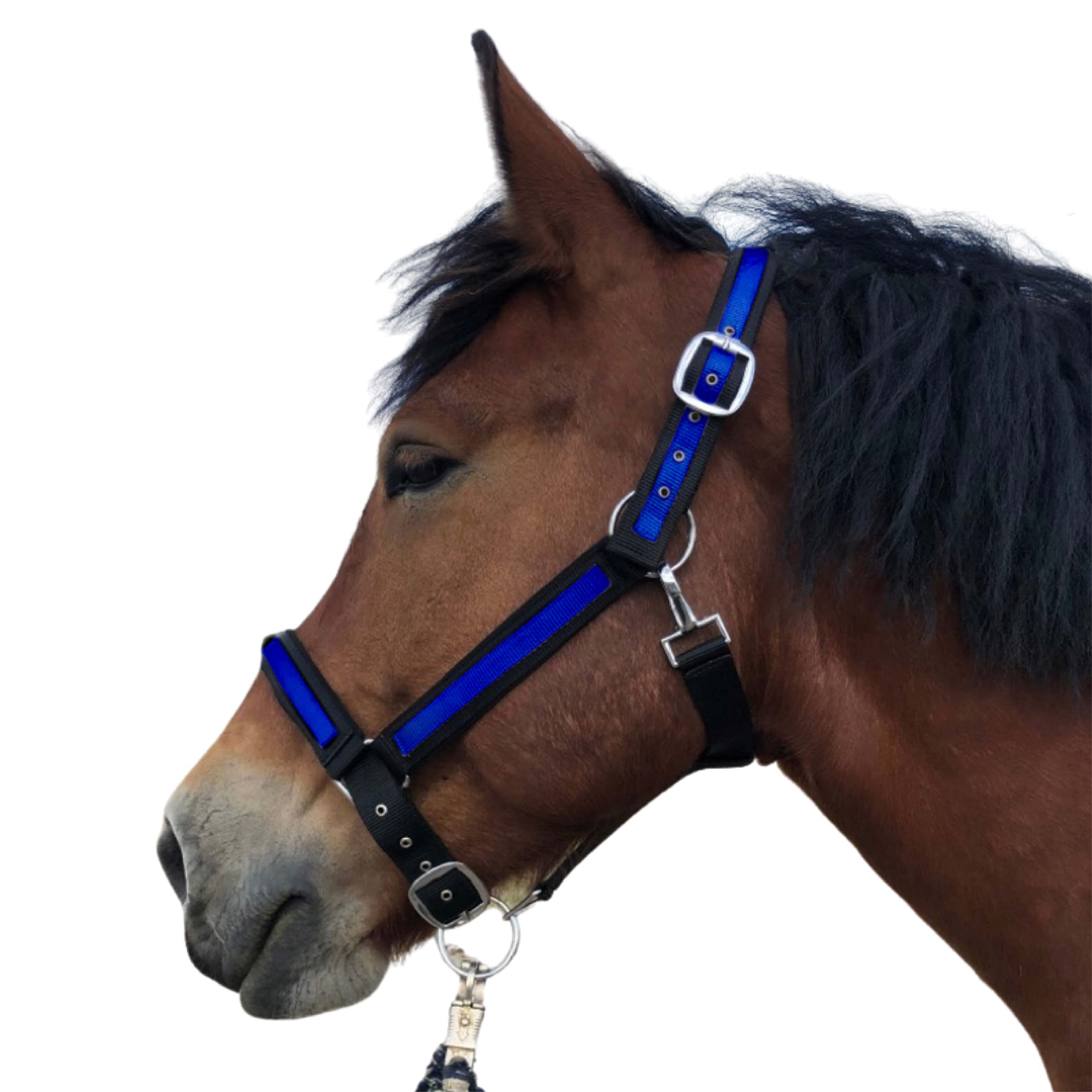 Halter for Horses Coldblood | Halter XXfull, Stable Halter Adjustable 2 Compartments on Chin Strap and Headpiece (Black/Royal Blue, XXFull (Cold Blood)