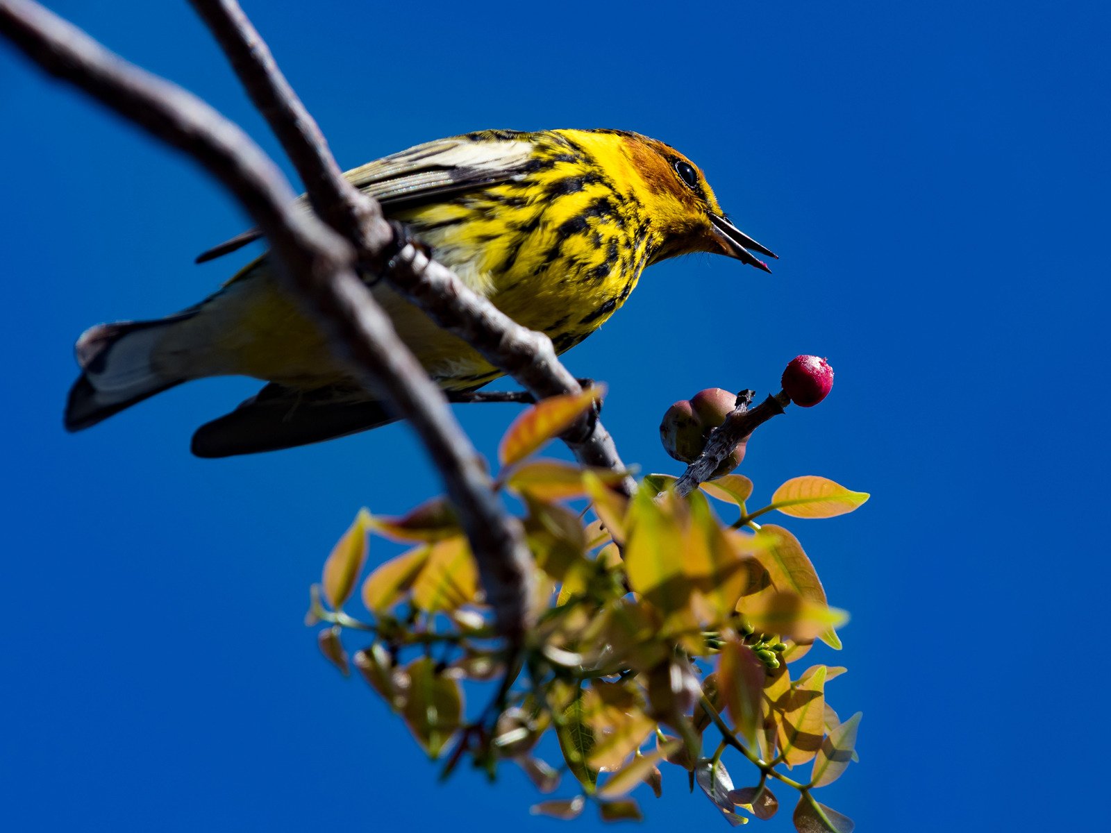 Watch Mark Smith Photography Prime Video