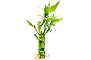 YAGALIGA 3 Stalks Lucky Bamboo Plants Indoor Live - Multi-Height Set (2x4 & 1x6) for Good Luck & Prosperity - Easy Care Houseplant, Home Office Decor Gift Ready
