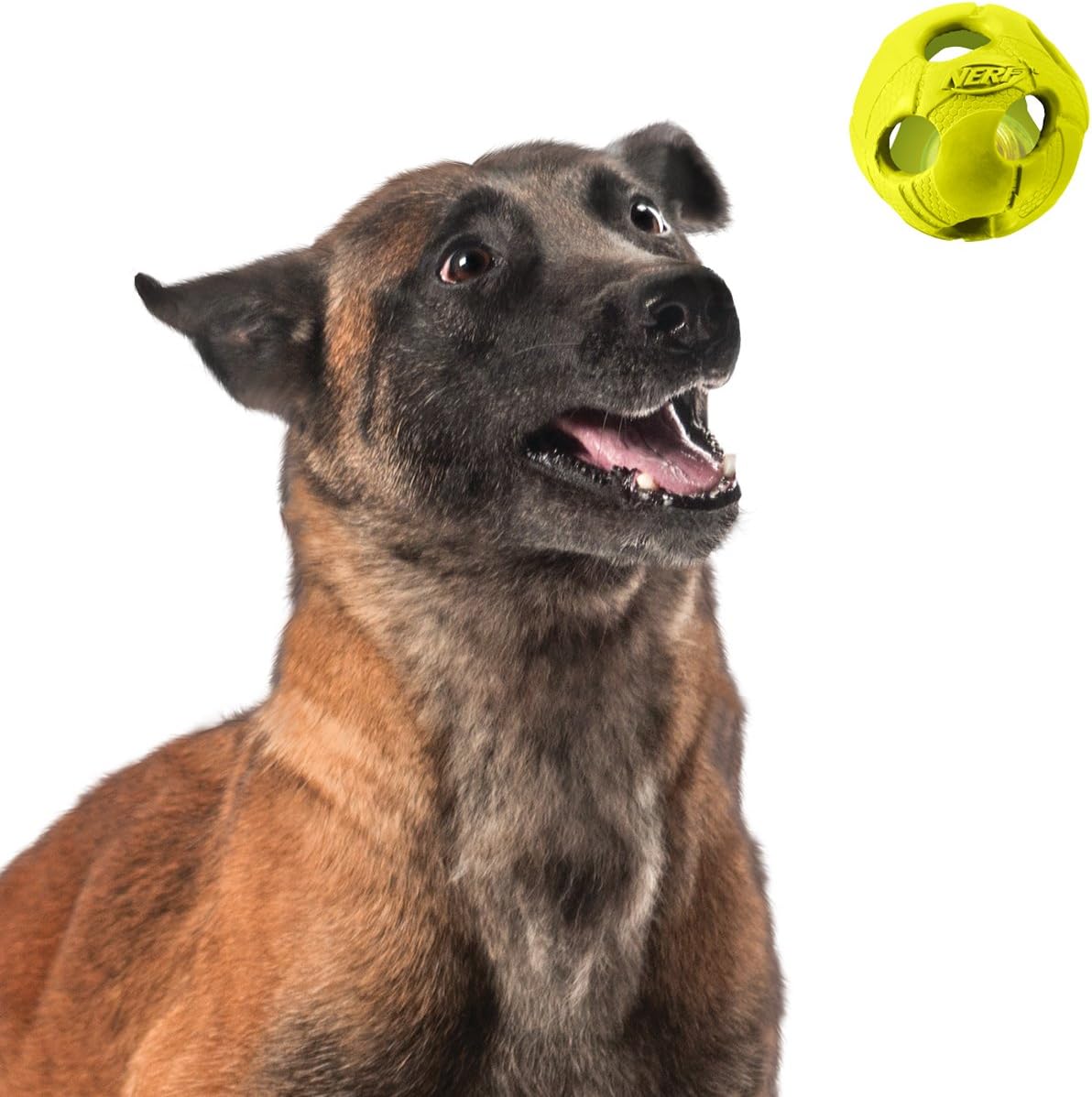 nerf dog light up ball