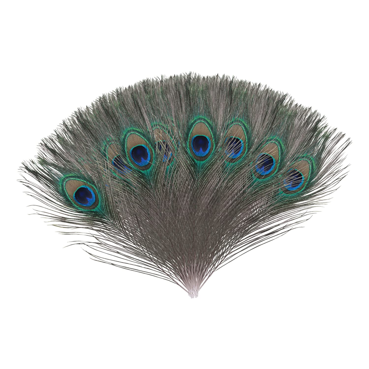 Trimming Shop Real Peacock Feather 10 inches - 12 inches Bird Tail Colourful Feathers Pack for Wedding Christmas Party Centerpiece Decoration, DIY Art & Craft, 50pcs