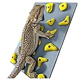 Miniature Reptile Rock Climbing Wall – Enclosure