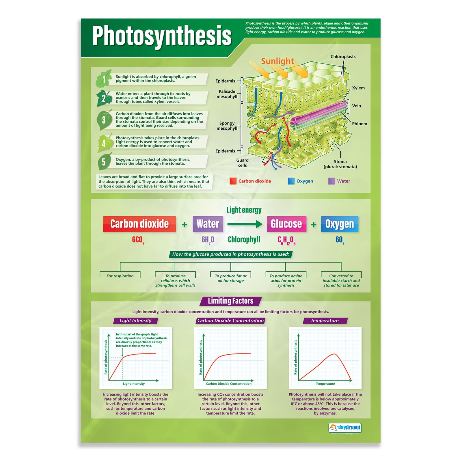 Daydream Education Photosynthesis Science Poster - EXTRA LARGE - A1 (850mm x 594mm) - Laminated - Science Secondary School Wall Charts