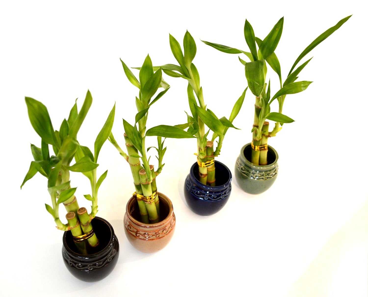 Bamboo Home Garden Live 3 Style Party Set Of 4 Bamboo Plant