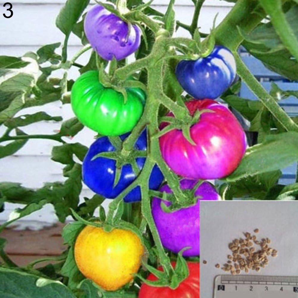 BrawljRORty Farms Seeds 200Pcs Rainbow Tomato Seeds Garden Delicious Fruit Vegetable Plant Home Decor for Garden Balcony/Patio - Rainbow