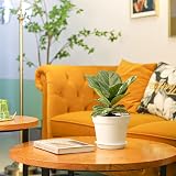 T4U 17cm Plastic Plant Pots 6-Pack with Saucer White Indoor Outdoor view 3